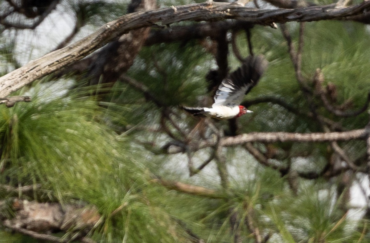 Red-headed Woodpecker - ML401629951