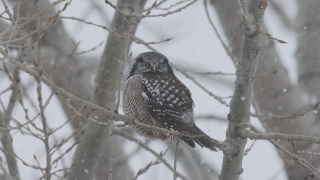 Northern Hawk Owl - ML401630351