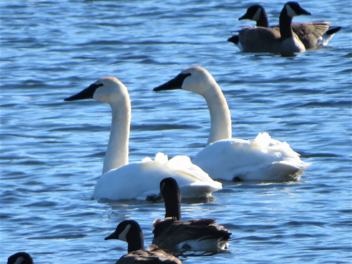 Trumpeter Swan - ML401632371