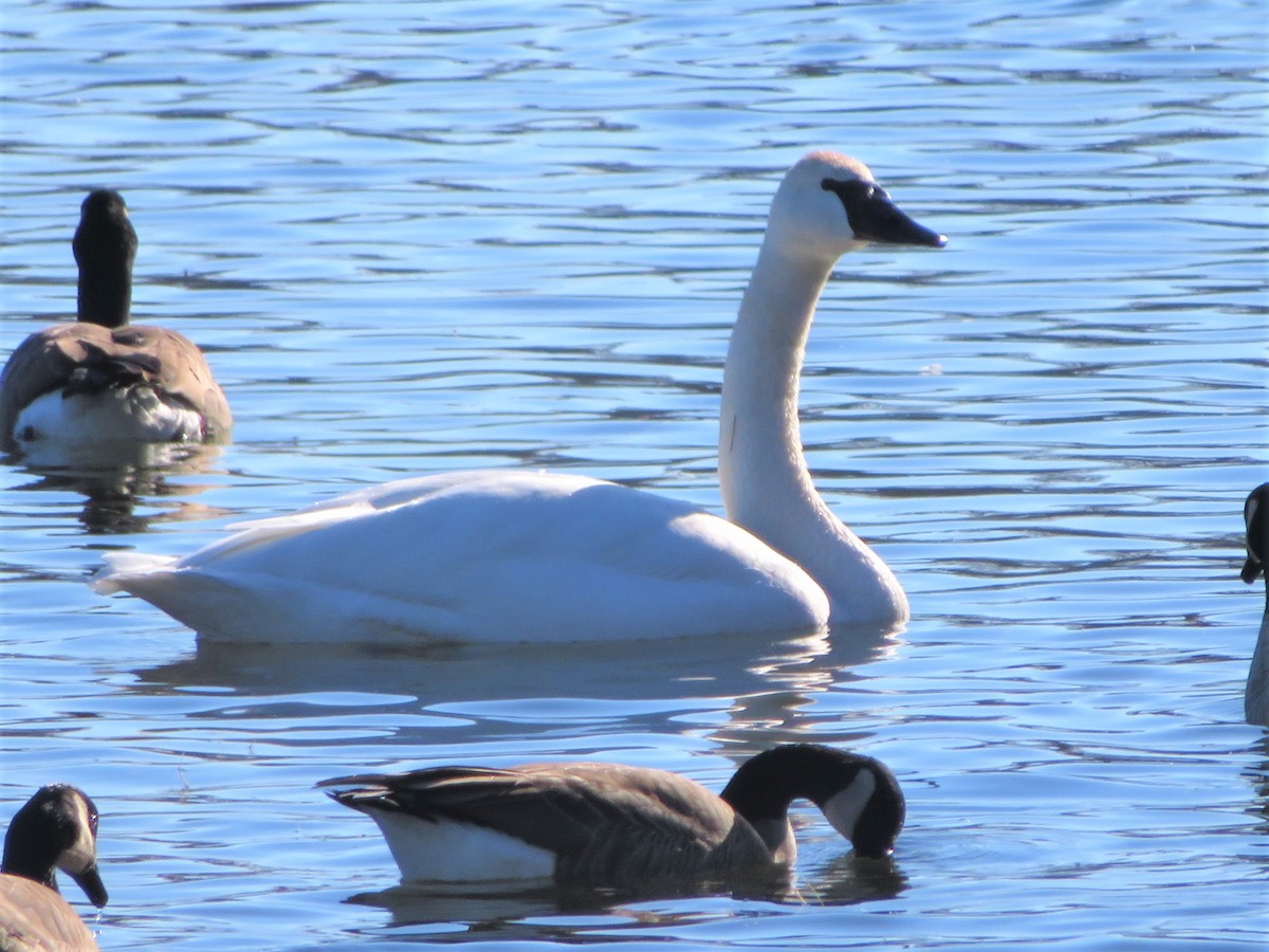 Trumpeter Swan - ML401632601