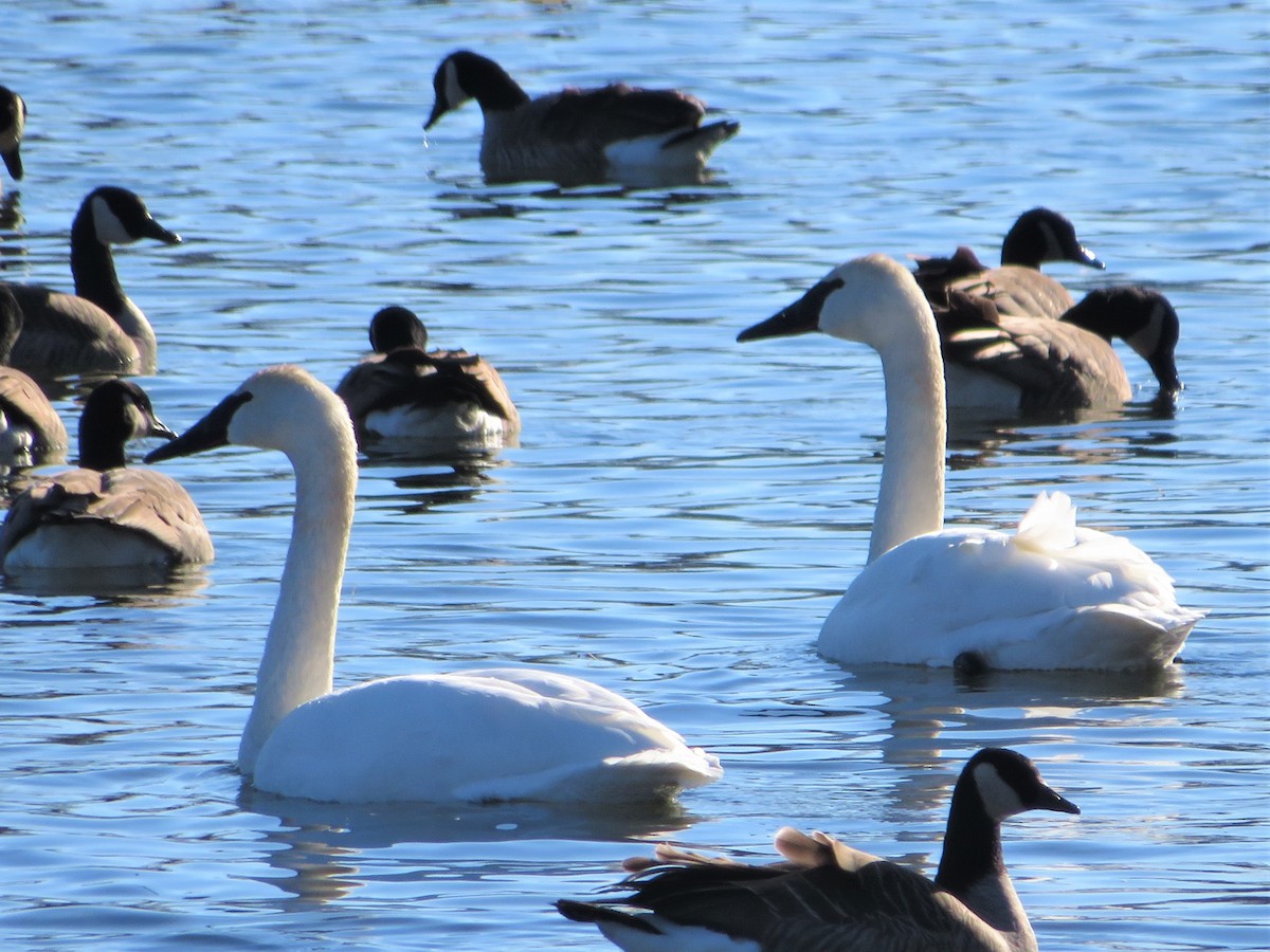 Trumpeter Swan - ML401632961