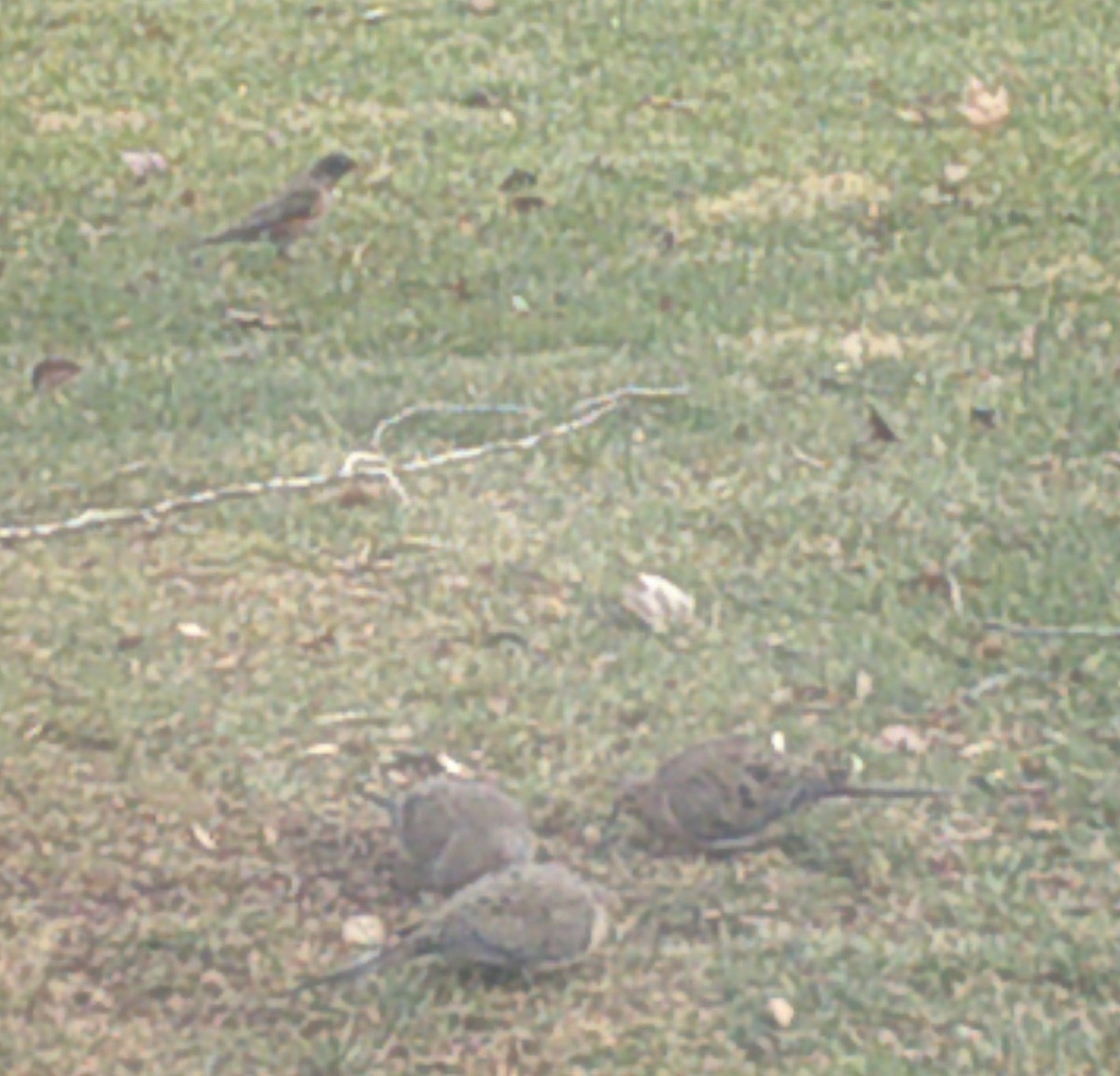 Mourning Dove - ML401633511
