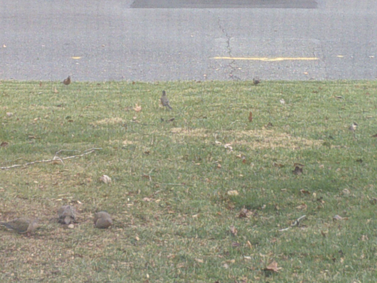 American Robin - ML401633601