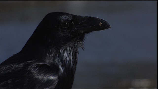 Common Raven - ML401634