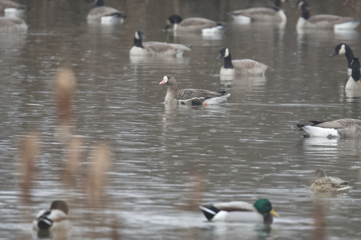 Greater White-fronted Goose - ML401634231