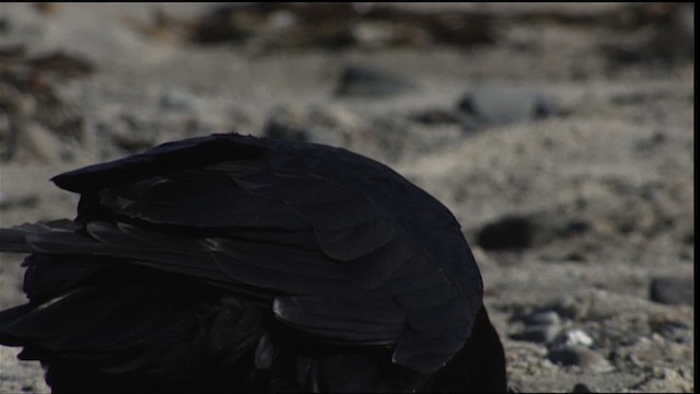 Common Raven - ML401635