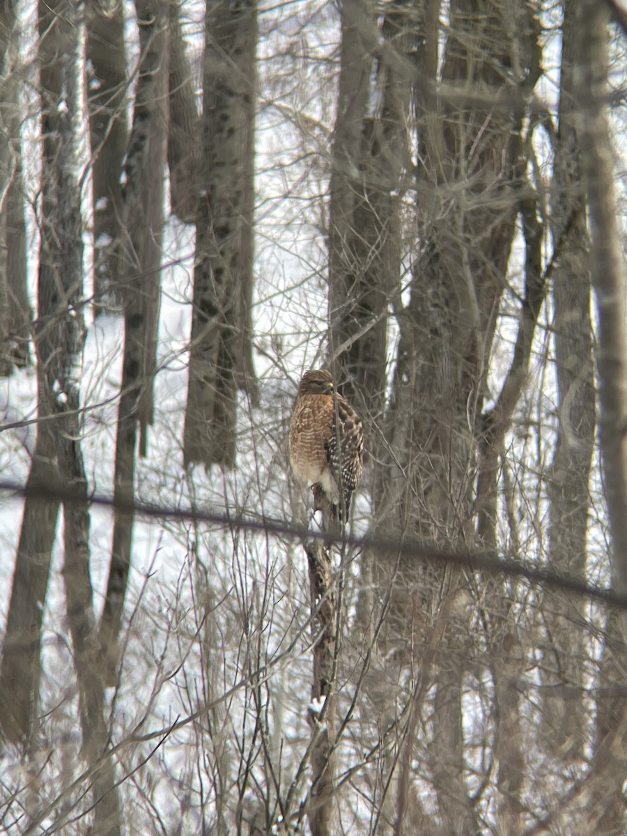 Red-shouldered Hawk - ML401635561
