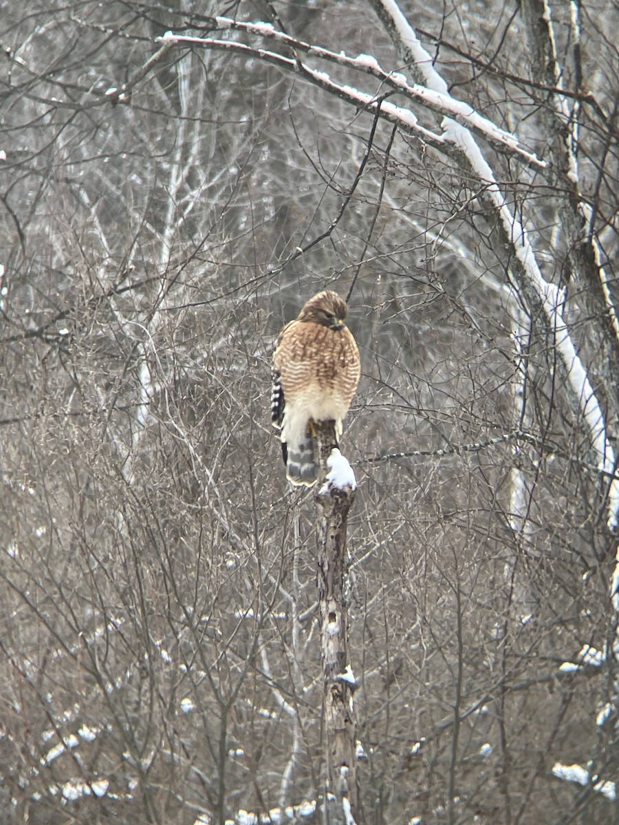 Red-shouldered Hawk - ML401635571