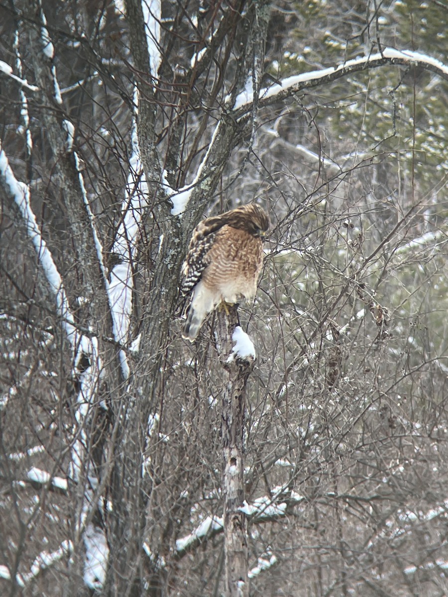 Red-shouldered Hawk - ML401635581