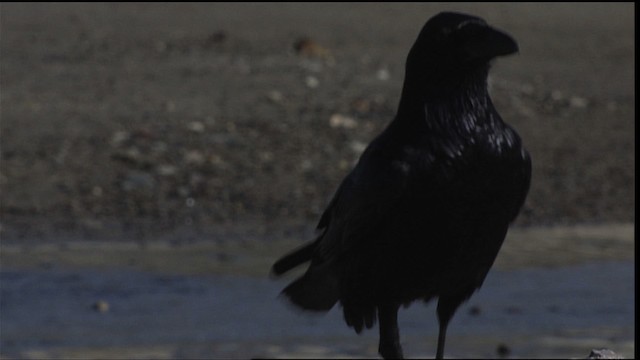 Common Raven - ML401636
