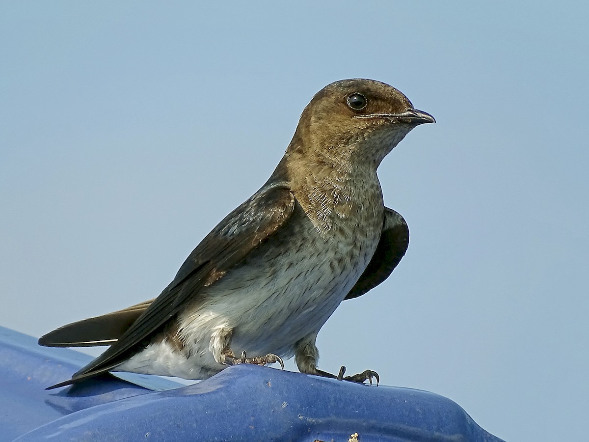 ハイムネムラサキツバメ - eBird