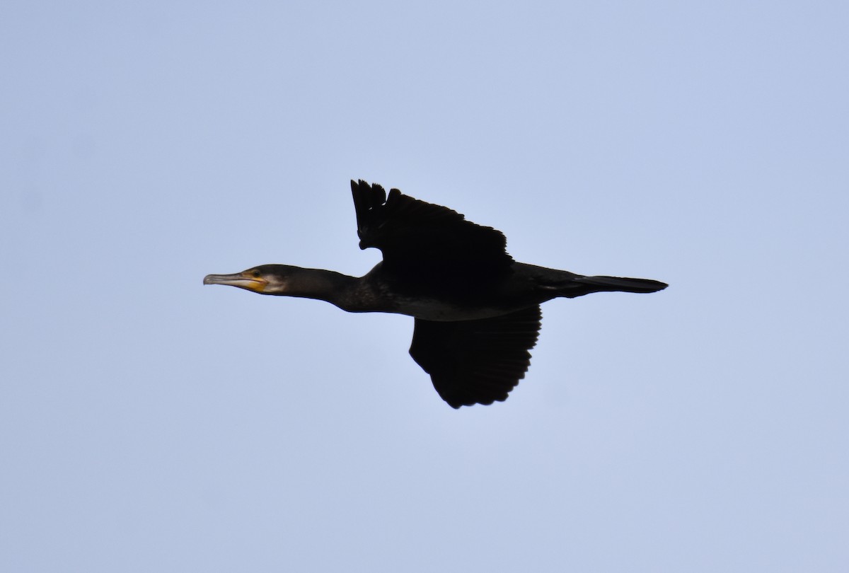 Great Cormorant - Jose Paulo Monteiro