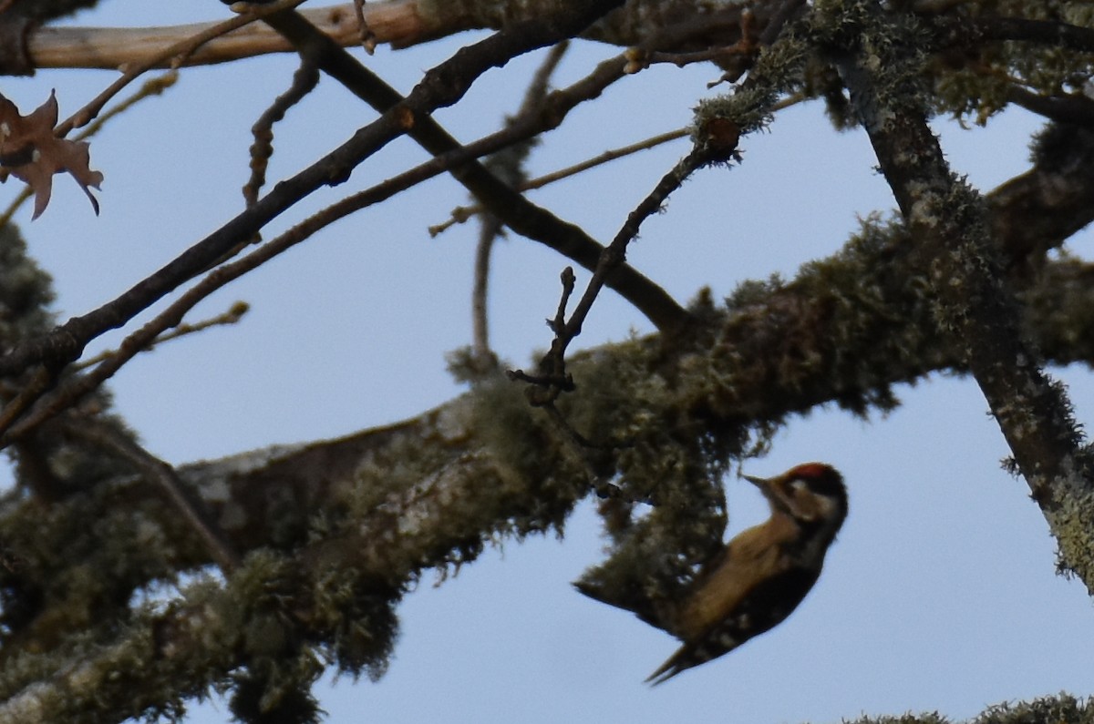 Lesser Spotted Woodpecker - Jose Paulo Monteiro