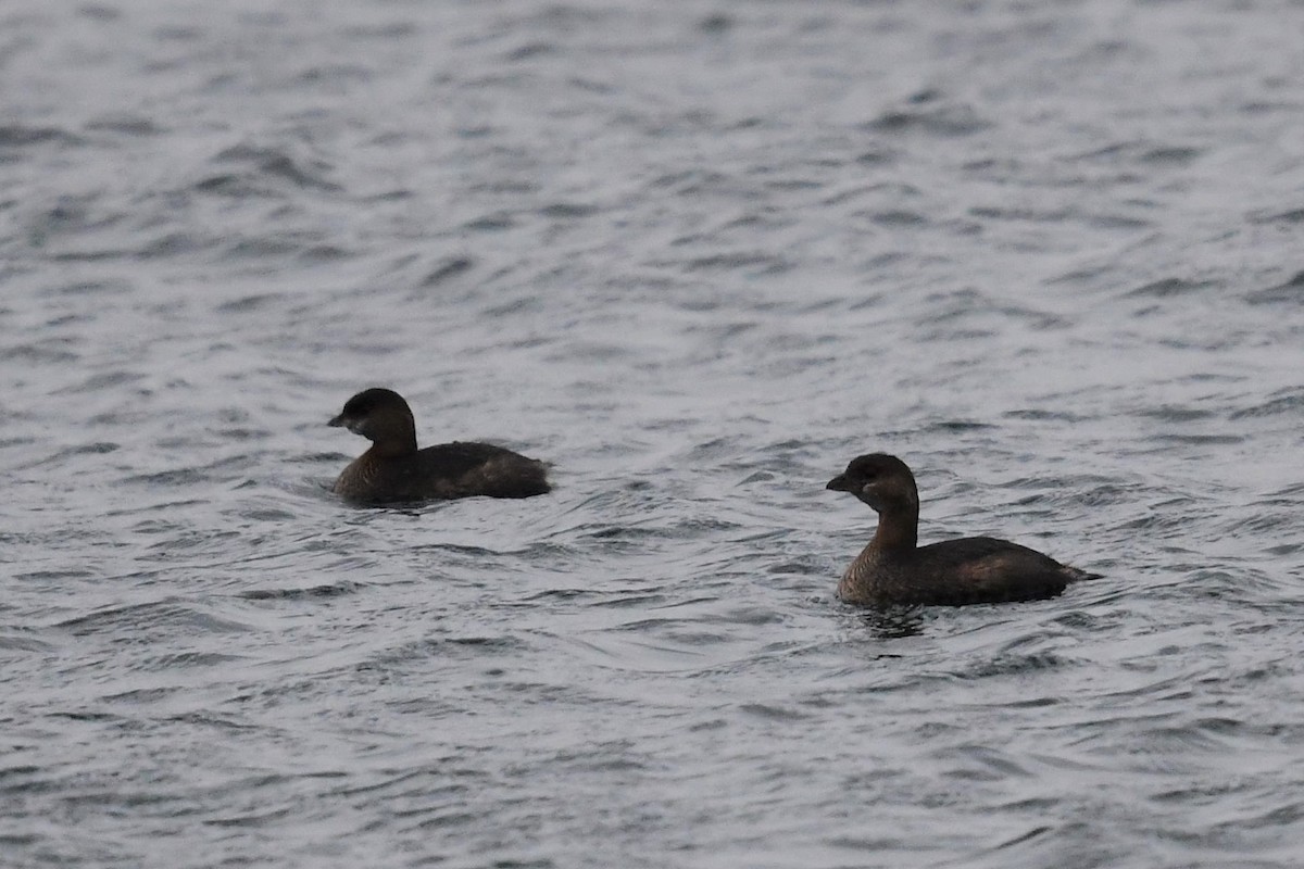 Pied-billed Grebe - ML401639661