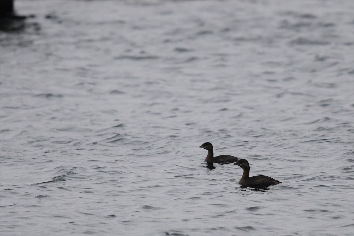 Pied-billed Grebe - ML401639841