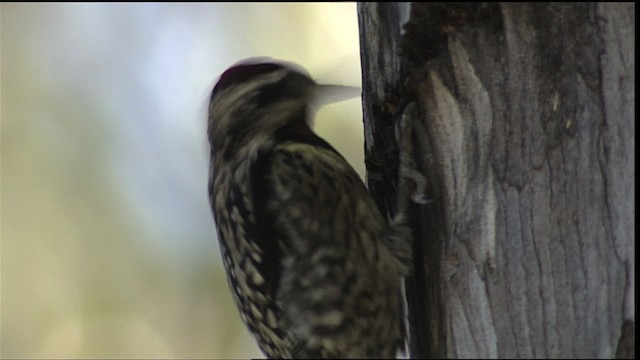 Yellow-bellied Sapsucker - ML401640