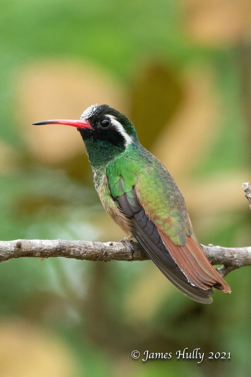 Xantus's Hummingbird - James Hully