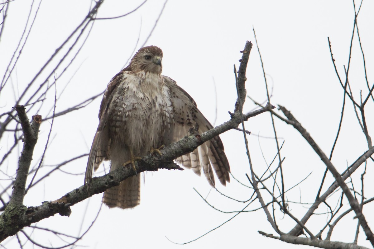 Red-tailed Hawk - ML401641811