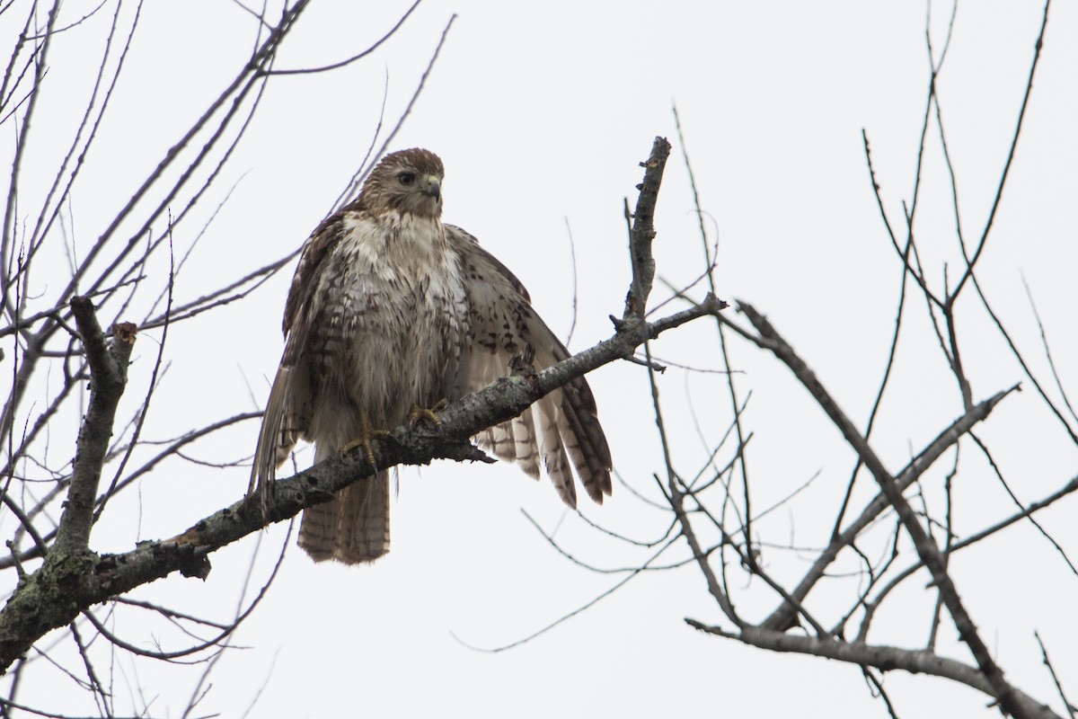 Red-tailed Hawk - ML401641861