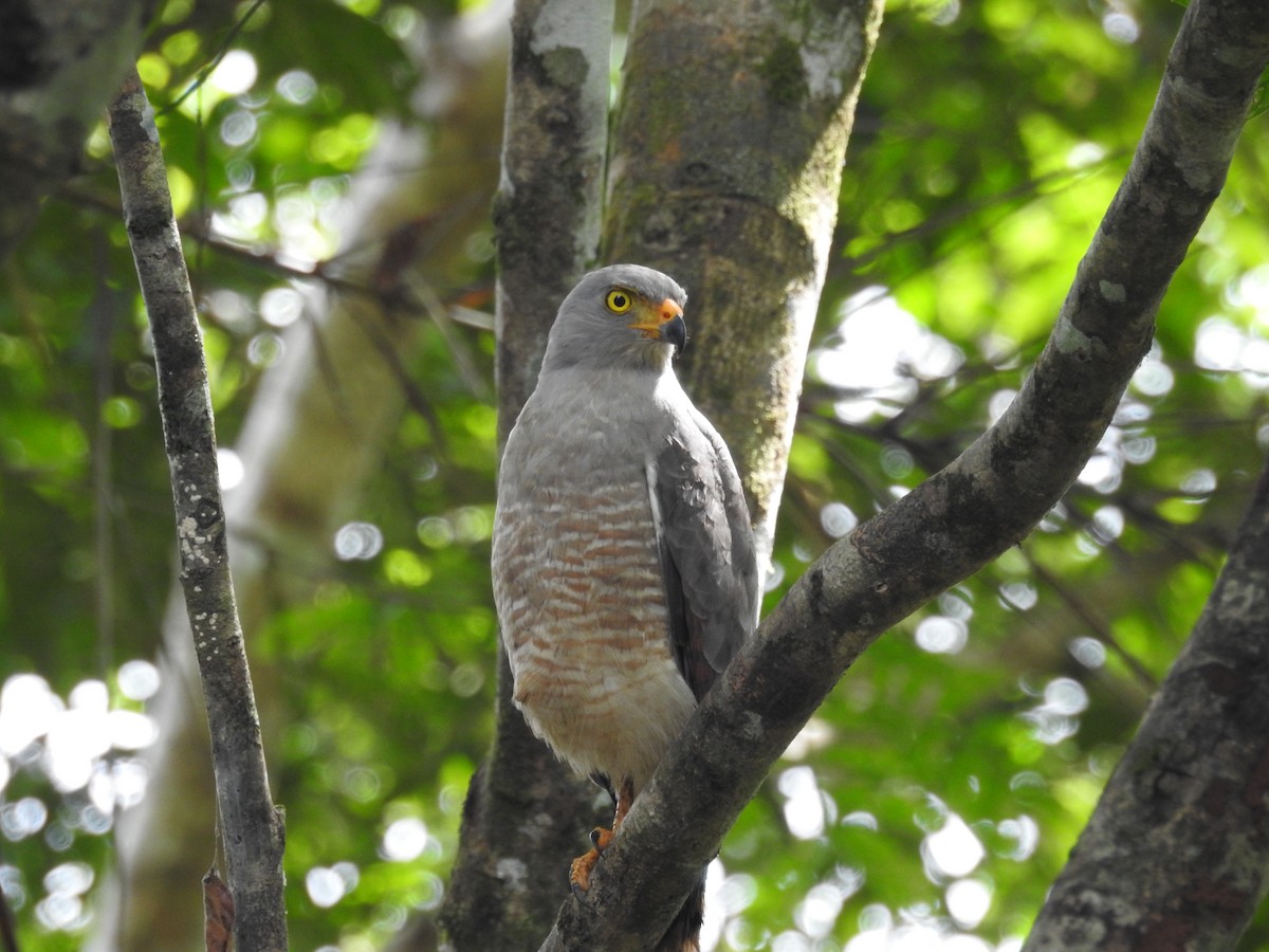 Roadside Hawk - ML401642261