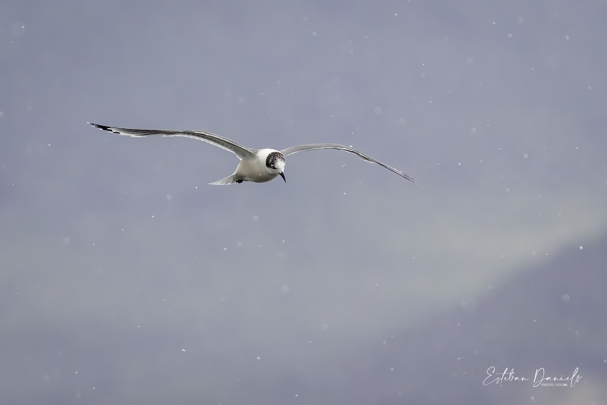 Franklin's Gull - Esteban Daniels