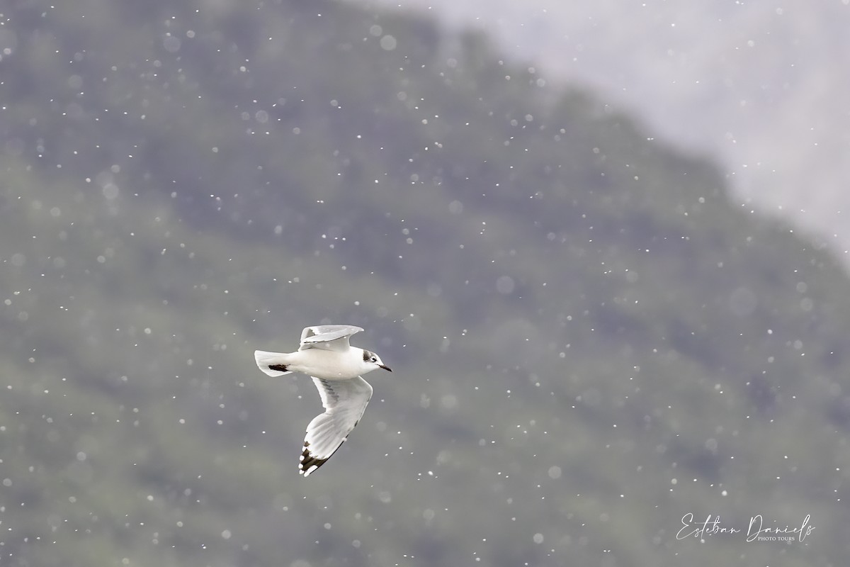 Franklin's Gull - Esteban Daniels