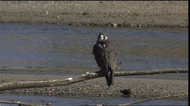 Peregrine Falcon - ML401646