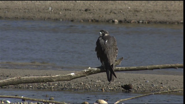 Peregrine Falcon - ML401647