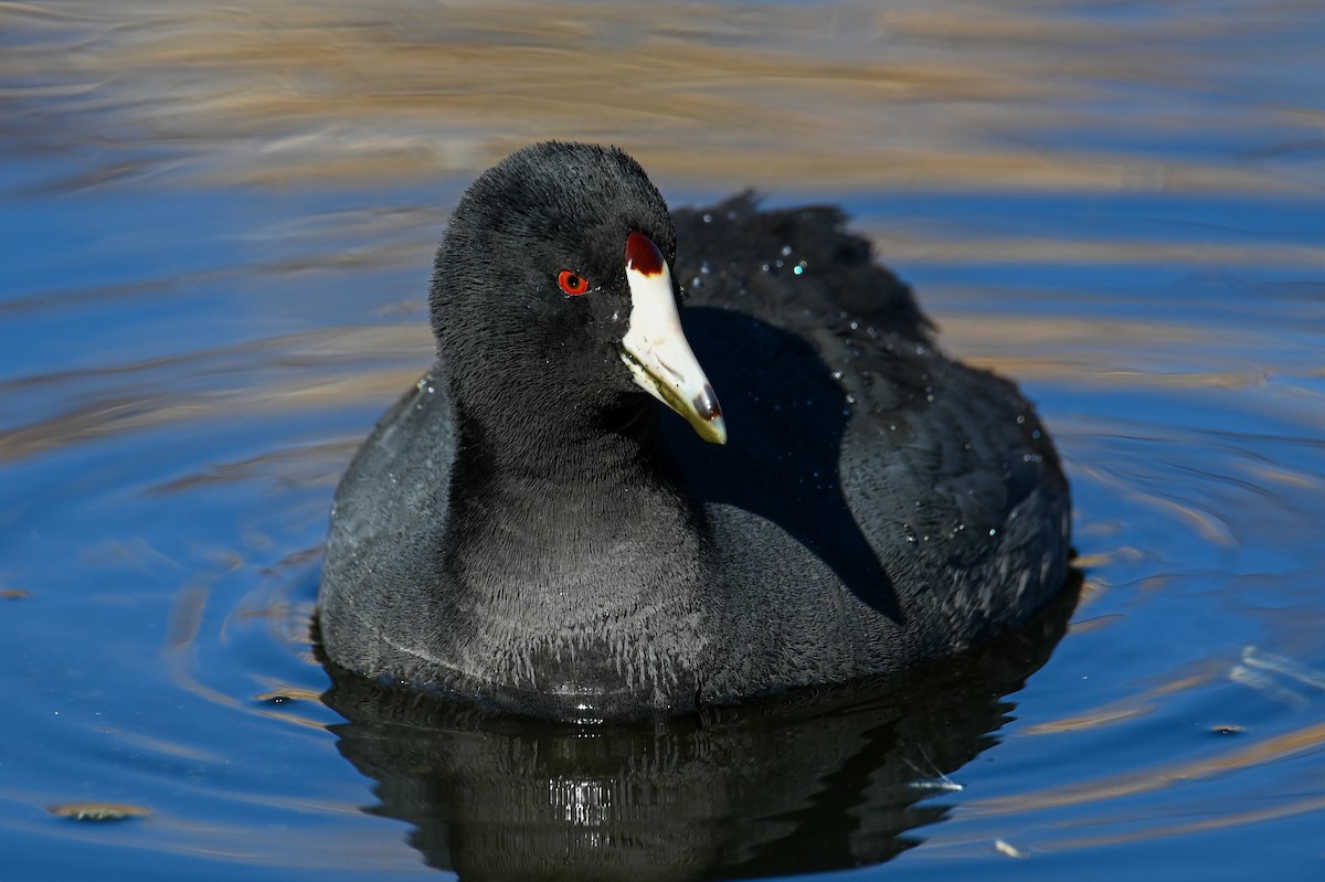 American Coot - Kenneth Franklin