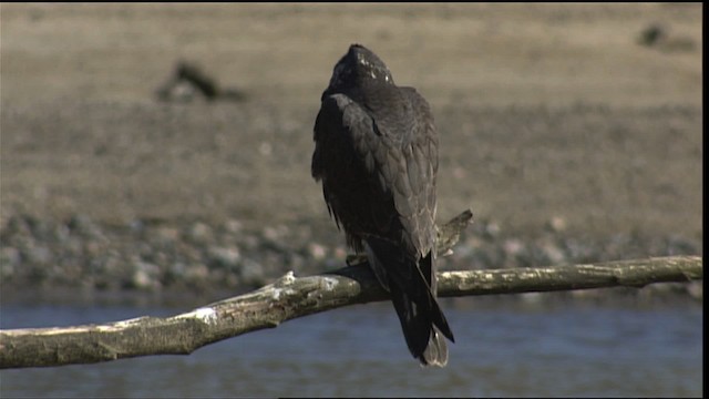 Peregrine Falcon - ML401648