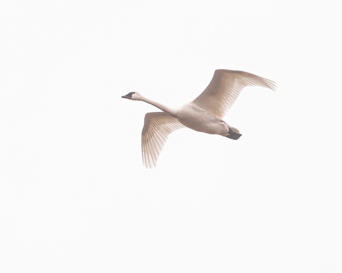 Tundra Swan - ML401648131