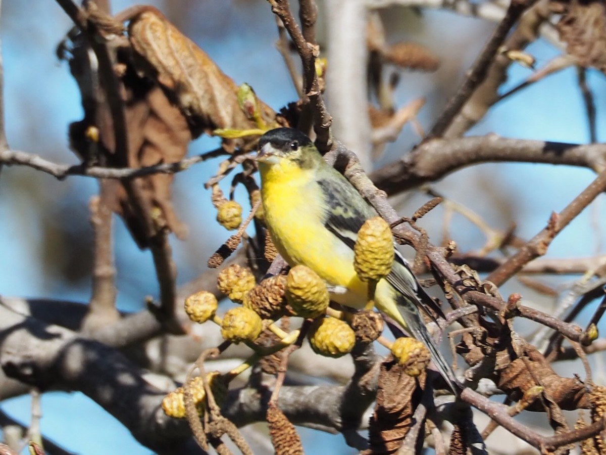 Lesser Goldfinch - Freya Sommer