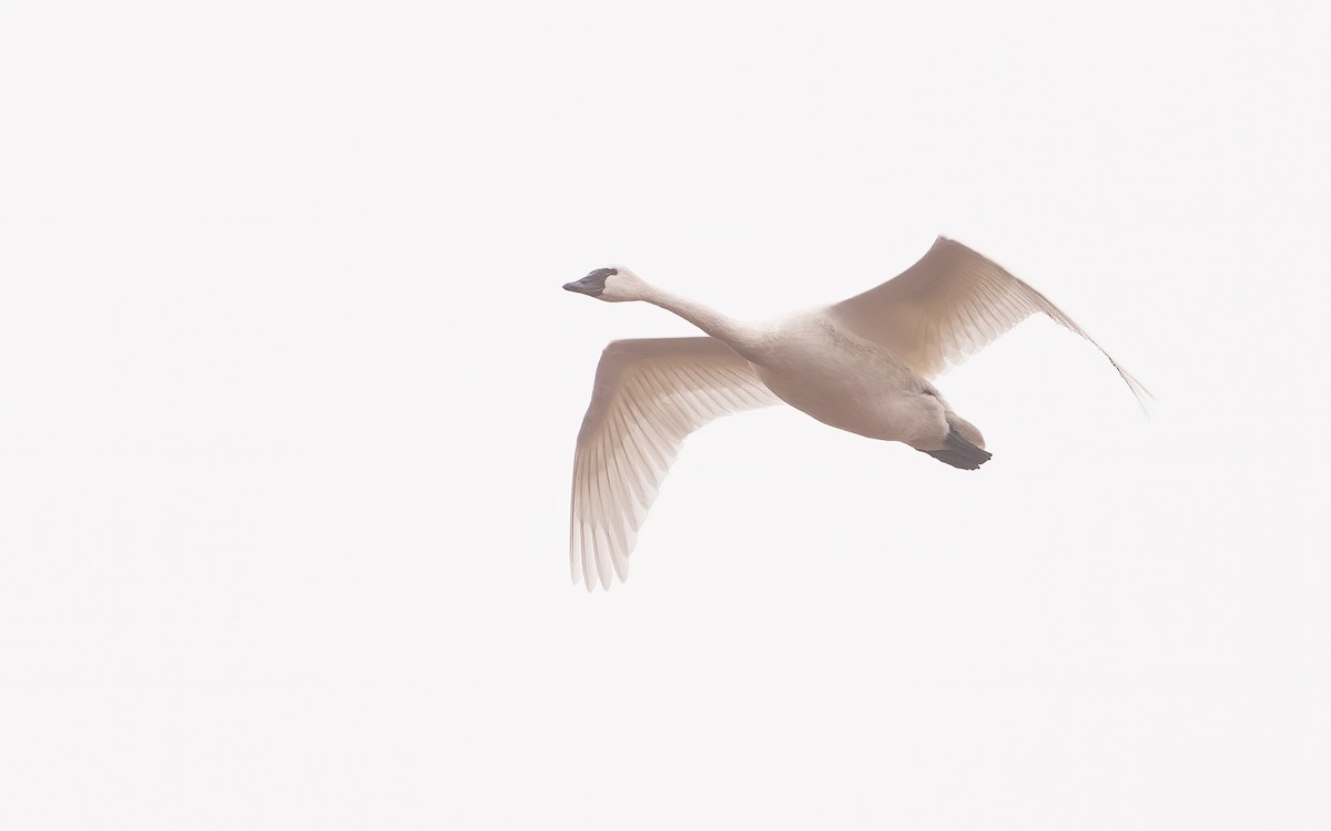 Tundra Swan - ML401648651