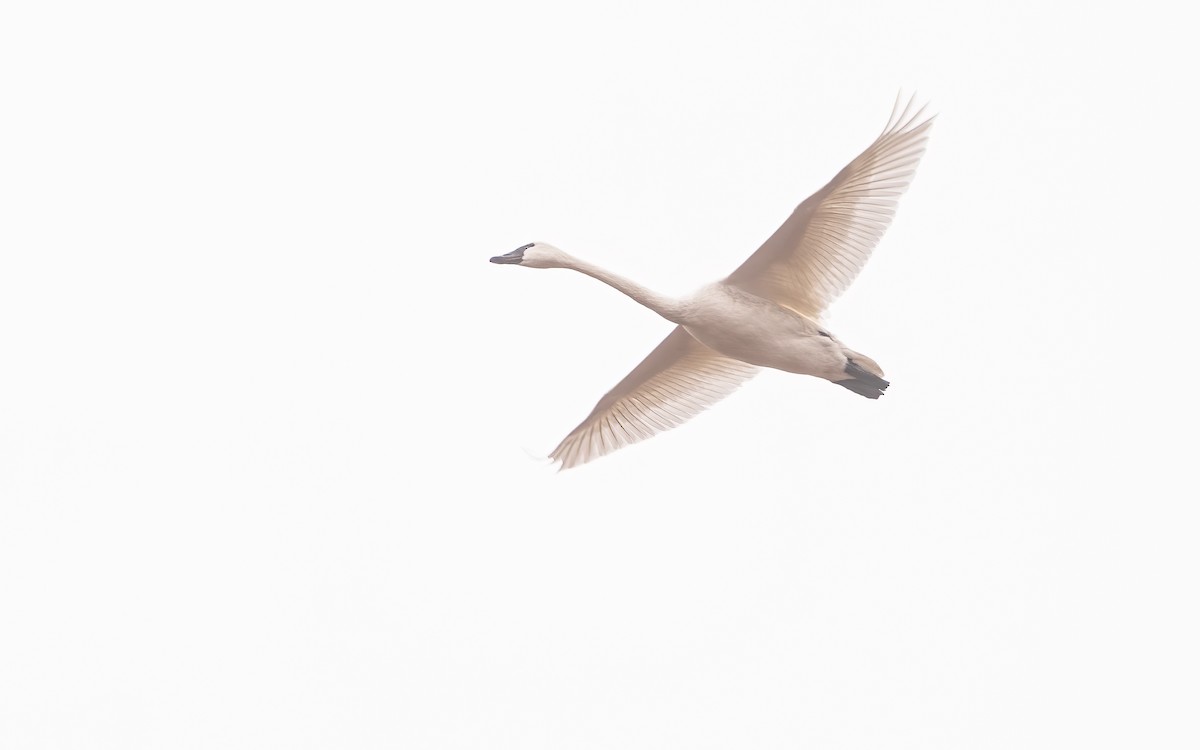 Tundra Swan - ML401648671