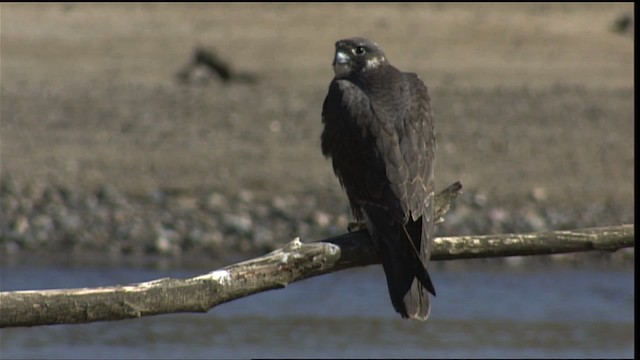 Peregrine Falcon - ML401649