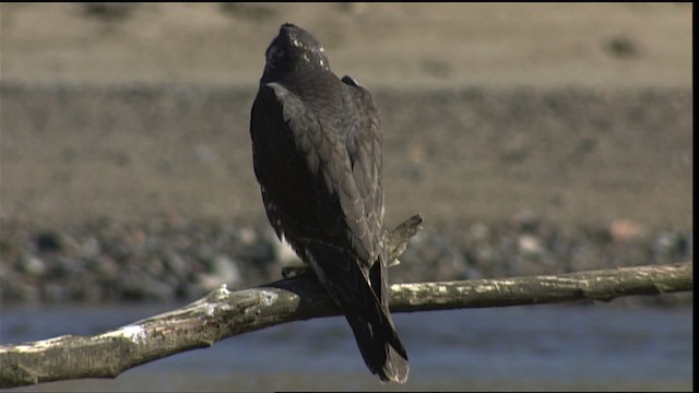 Peregrine Falcon - ML401650