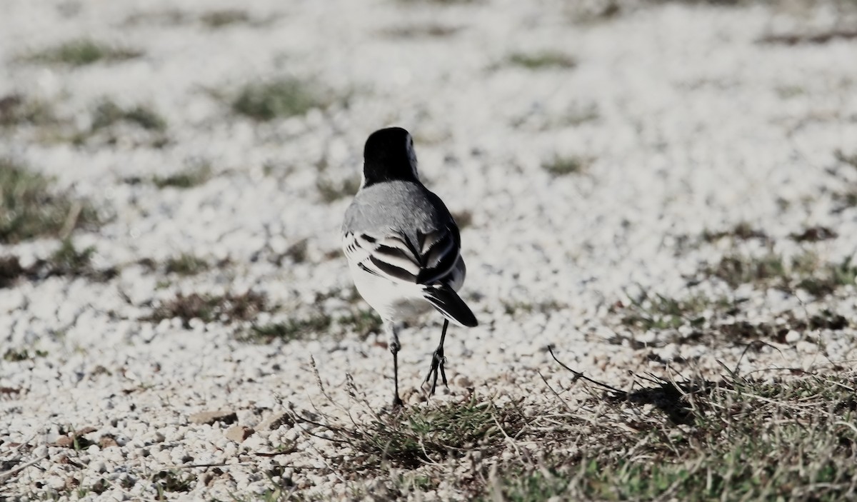 White Wagtail (White-faced) - Carlos Figueiredo