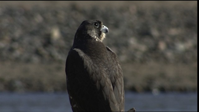 Peregrine Falcon - ML401651