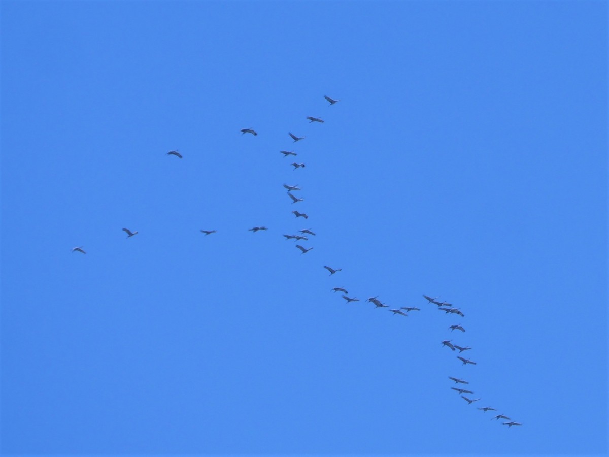 Sandhill Crane - ML401651061