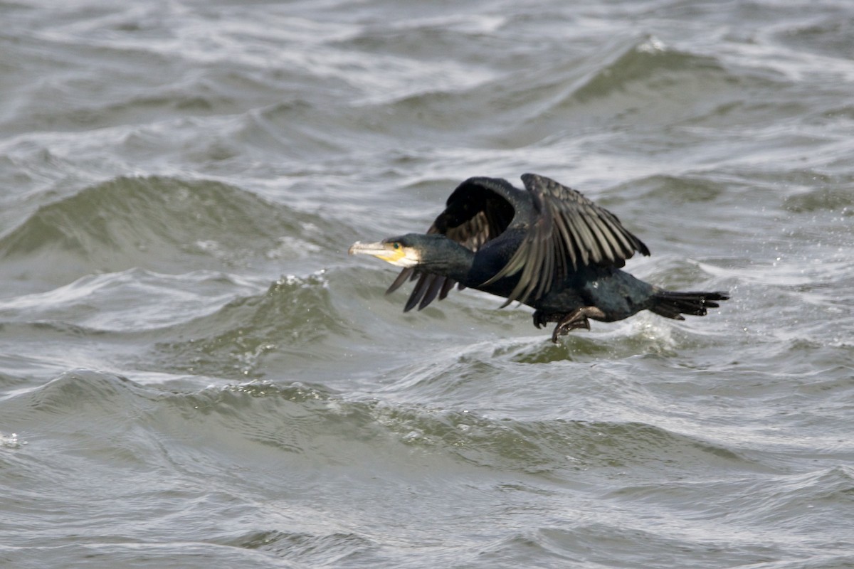 Cormorán Grande (Atlántico norte) - ML401653251