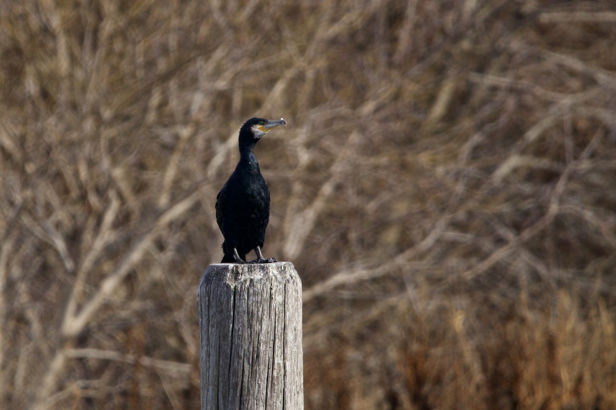 Cormorán Grande (Atlántico norte) - ML401653271