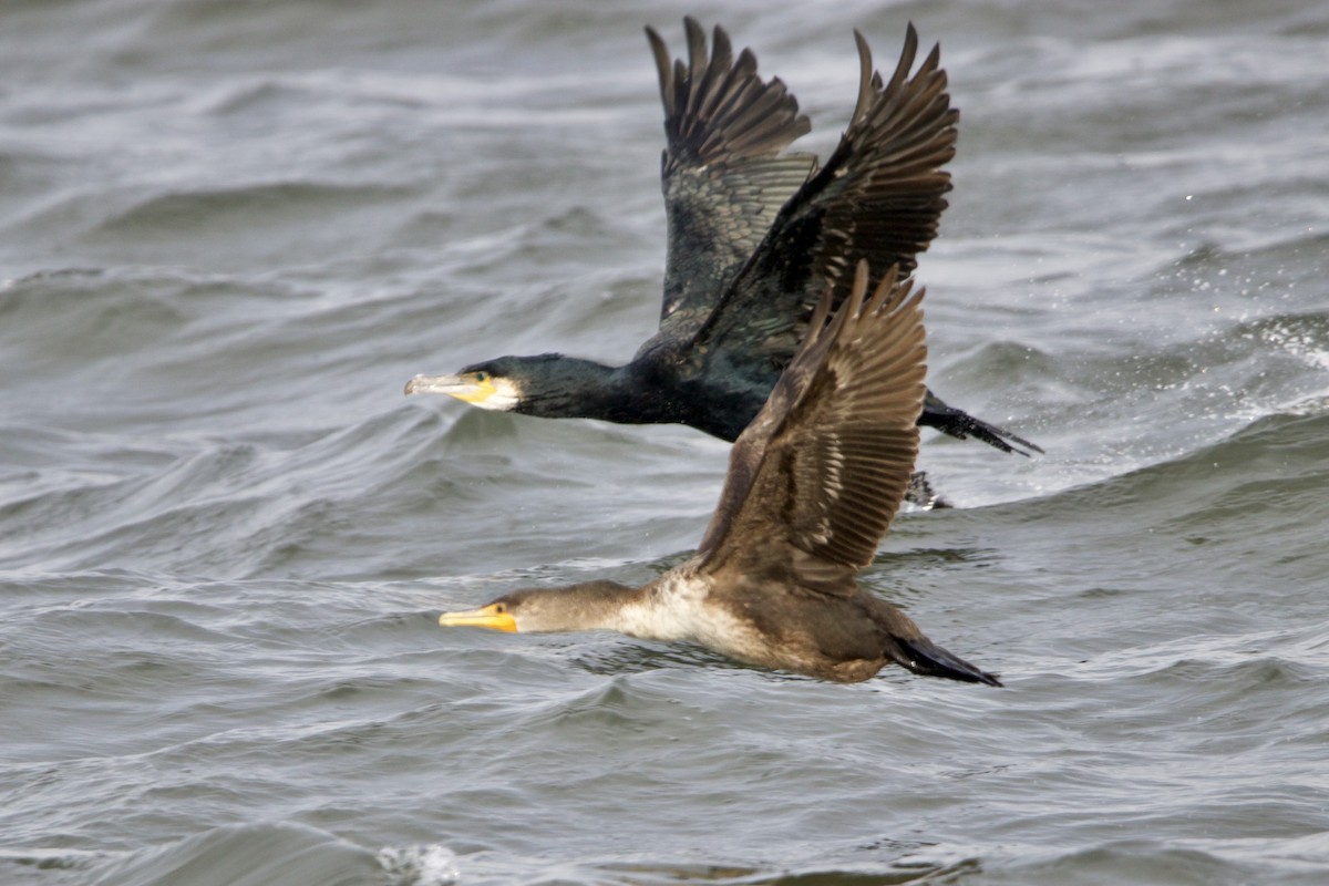 Cormorán Grande (Atlántico norte) - ML401653291