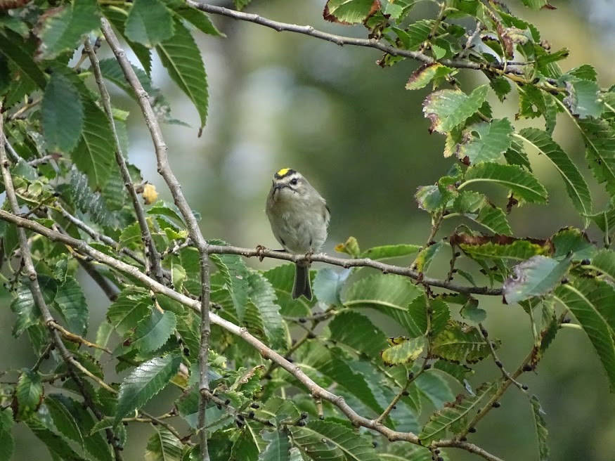 Roitelet à couronne dorée - ML401658951