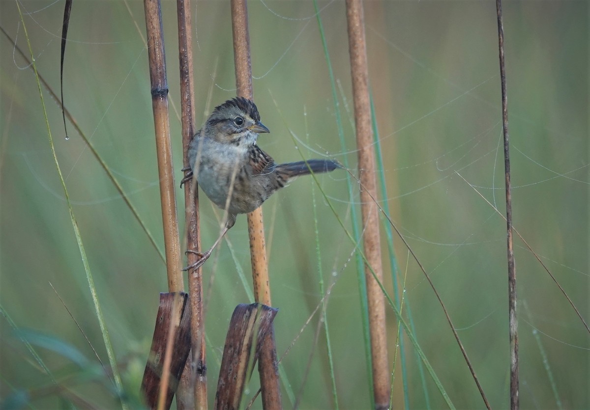 Swamp Sparrow - ML401659701