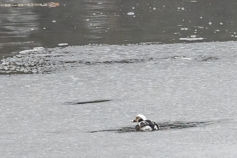 Long-tailed Duck - ML401659831