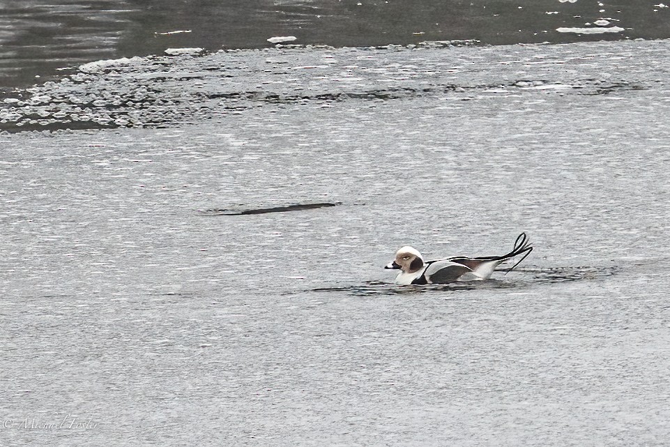 Long-tailed Duck - ML401659841
