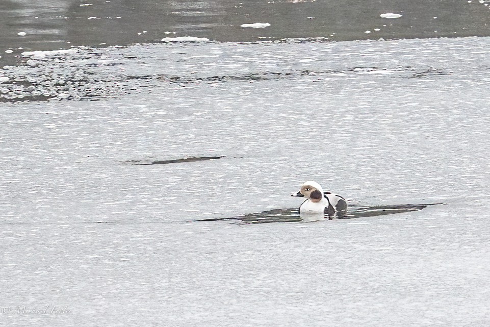 Long-tailed Duck - ML401659851