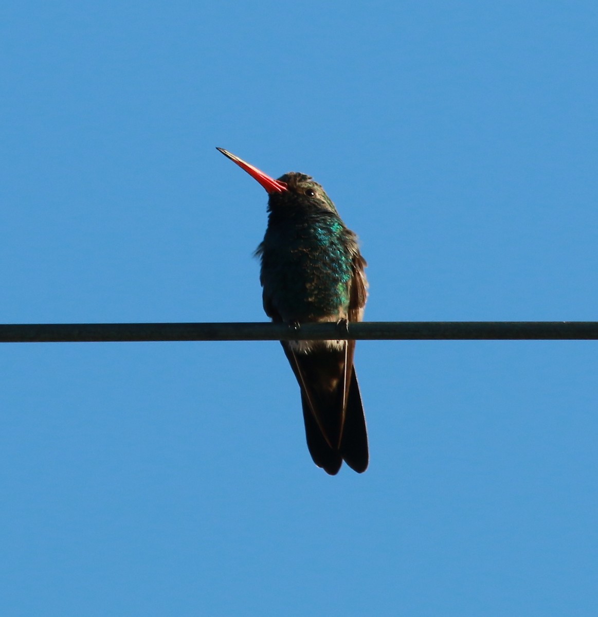 Broad-billed Hummingbird - ML40166081