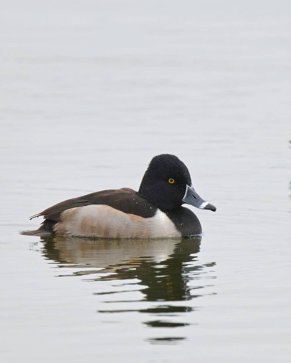 Ring-necked Duck - ML401661051