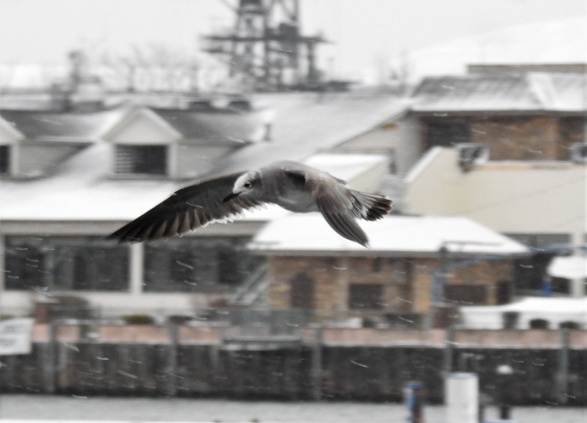 Laughing Gull - ML401661061